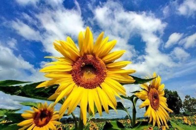 ​向日葵花语含义与象征意义（向日葵代表什么寓意）