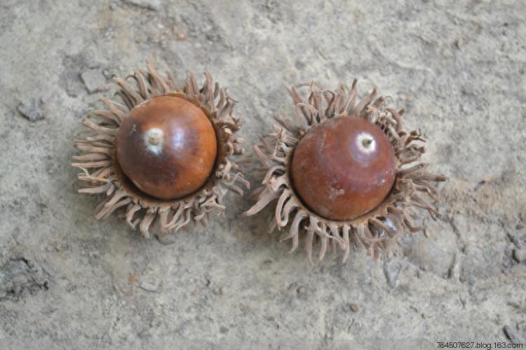 麻栎树形高大,树冠伸展,浓荫葱郁