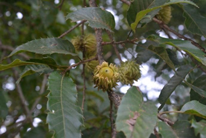 麻栎树形高大,树冠伸展,浓荫葱郁