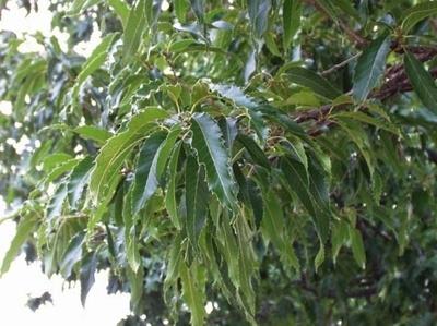 麻栎树形高大,树冠伸展,浓荫葱郁