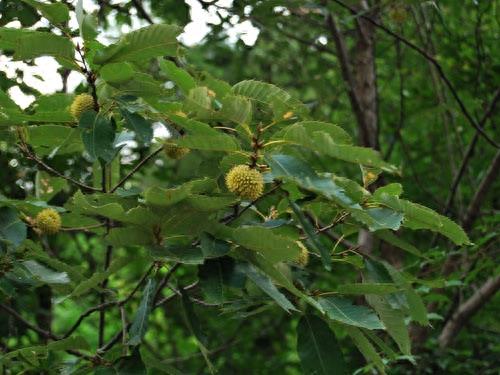 麻栎树形高大,树冠伸展,浓荫葱郁