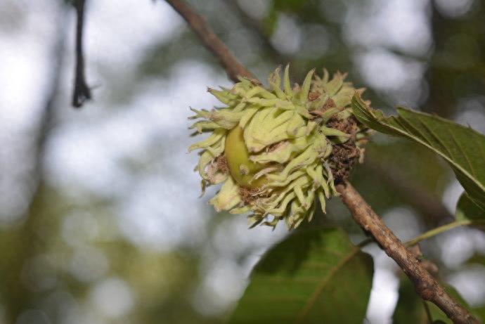 麻栎树形高大,树冠伸展,浓荫葱郁