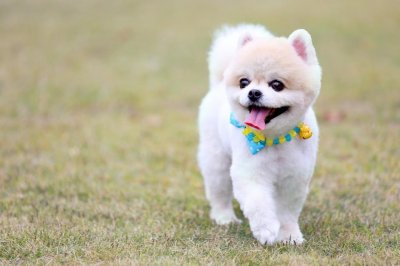 ​冷知识之狗狗的眼睛