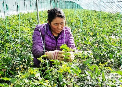 ​泽仁曲措：以往坐等春播 如今四季挣钱