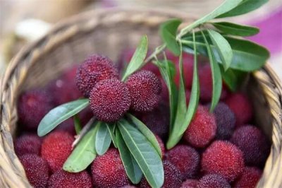 ​杨梅几月份成熟怎么吃?五月份成熟(可以直接吃)