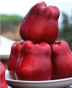 ​花牛苹果和蛇果的区别，小心别被小贩忽悠了