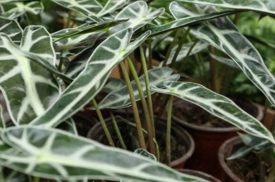 ​黑叶观音莲的作用