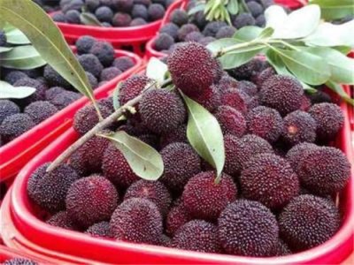 ​杨梅一天吃多少合适 杨梅吃多了会怎么样