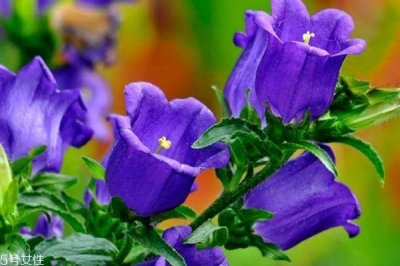 ​风铃草生长环境是怎么样的呢 风铃草有什么作用呢