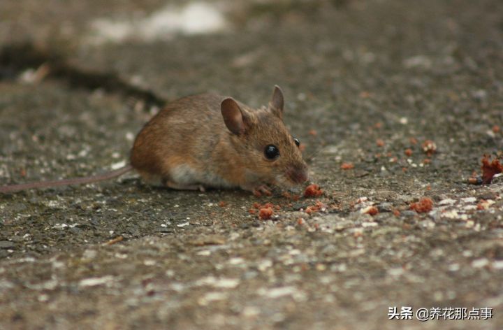 家里进了老鼠怎么除根(家有老鼠彻底除根的几种方法)