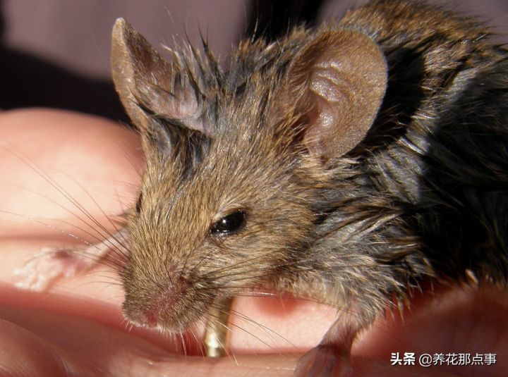 家里进了老鼠怎么除根(家有老鼠彻底除根的几种方法)