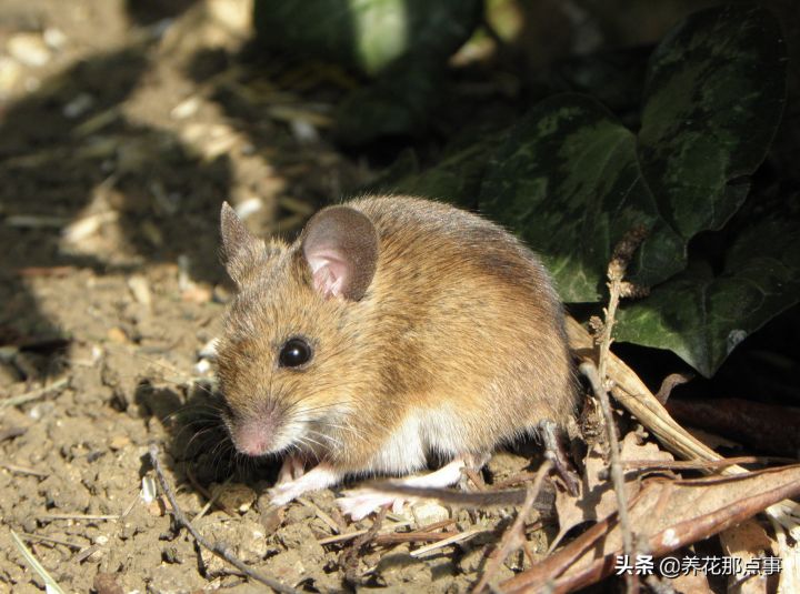 家里进了老鼠怎么除根(家有老鼠彻底除根的几种方法)