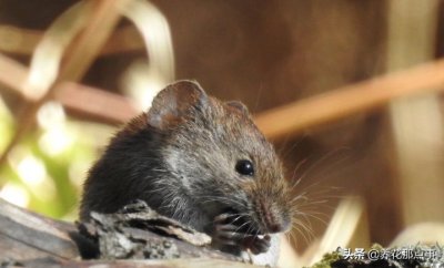 ​家里进了老鼠怎么除根（家有老鼠彻底除根的几种方法）