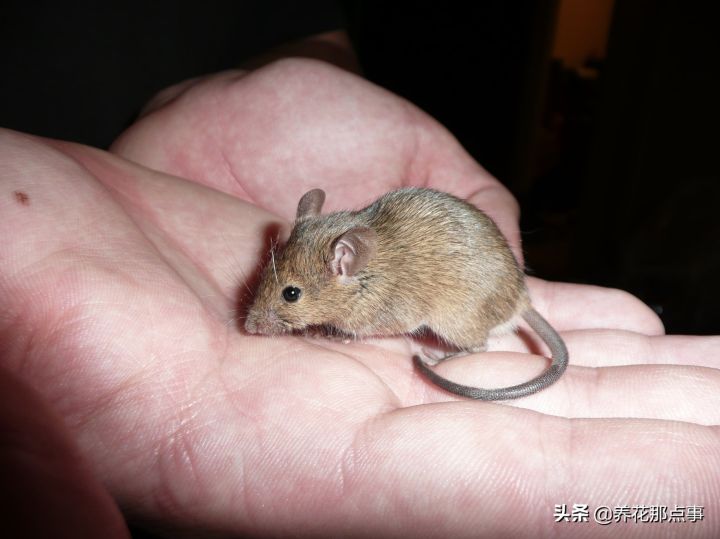 家里进了老鼠怎么除根(家有老鼠彻底除根的几种方法)