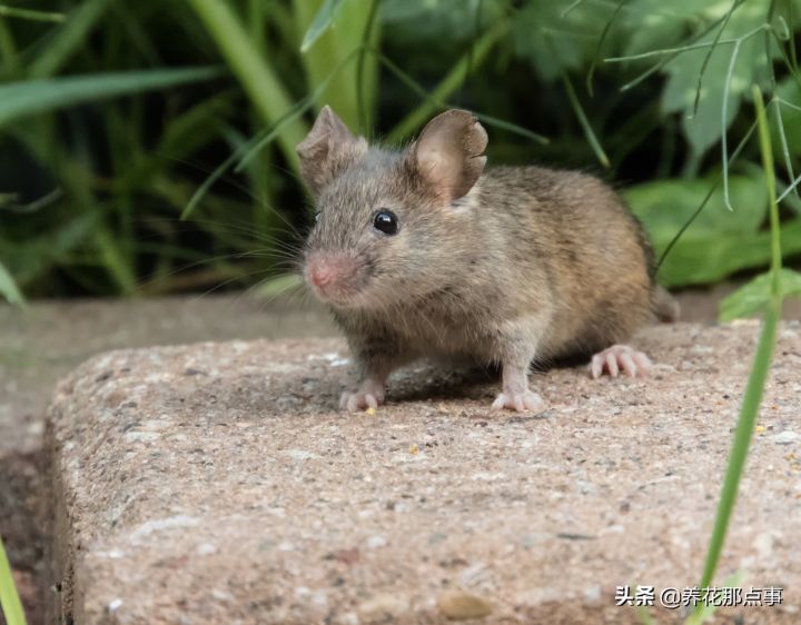 家里进了老鼠怎么除根(家有老鼠彻底除根的几种方法)