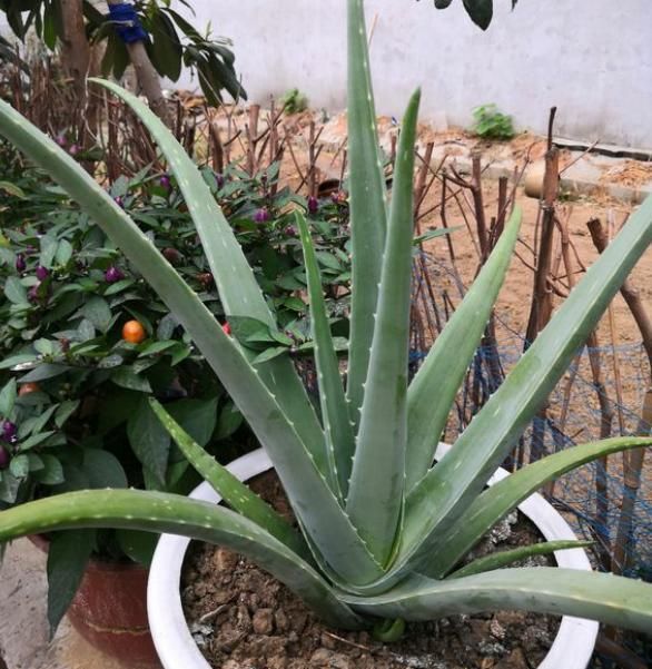 芦荟冬天怎么保护（芦荟2种过冬方法开春猛长）