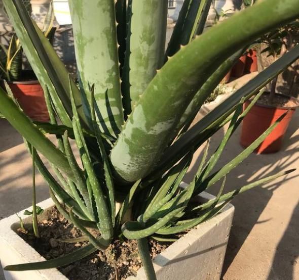 芦荟冬天怎么保护（芦荟2种过冬方法开春猛长）