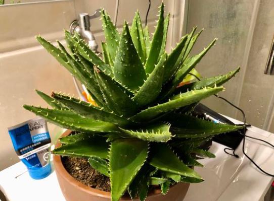 芦荟冬天怎么保护（芦荟2种过冬方法开春猛长）