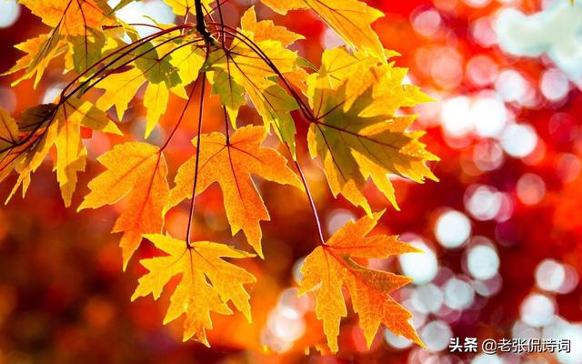 霜叶红于二月花全诗注释(霜叶红于二月花)(2)