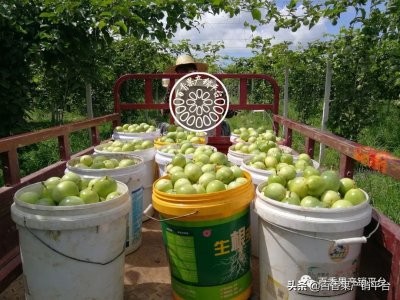 ​甜百香果是什么（最热门黄金百香果新品种）