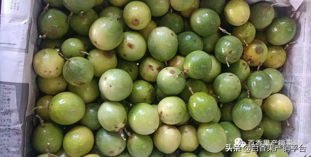 甜百香果是什么(最热门黄金百香果新品种)