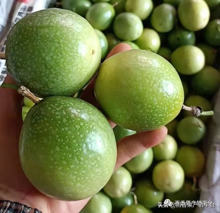 甜百香果是什么(最热门黄金百香果新品种)