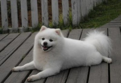 ​狗狗的生育期多长时间(狗狗怀孕周期一般是多长时间)