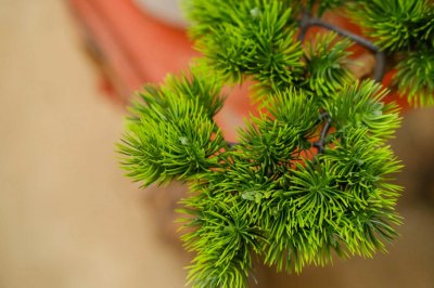 ​家中养的3种“树”，冬天一到就剪枝，长成盆栽运势旺！