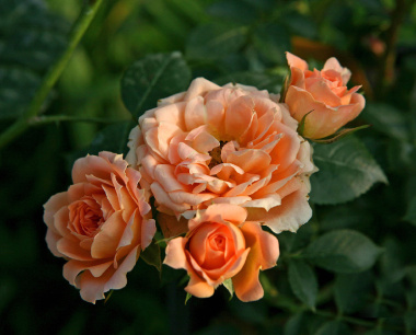 月季叶子变黄了是怎么回事(月季叶子发黄原因和解决方法)