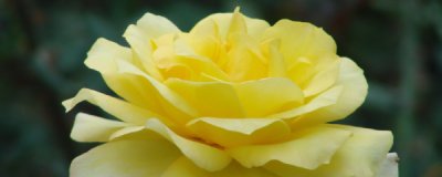 ​月季叶子变黄了是怎么回事（月季叶子发黄原因和解决方法）