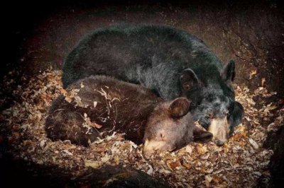 ​哪些动物会冬眠