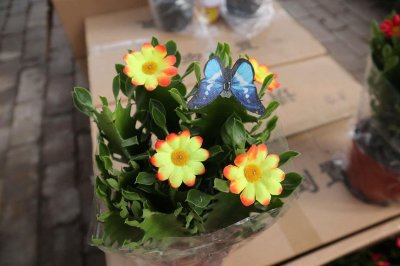 ​龙骨的汁液有毒吗