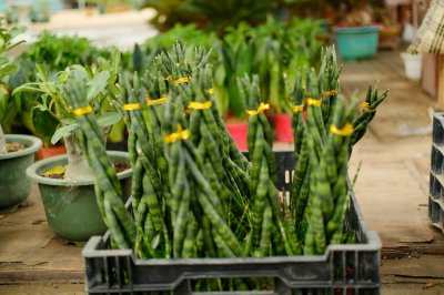 ​棒叶虎尾兰用什么土