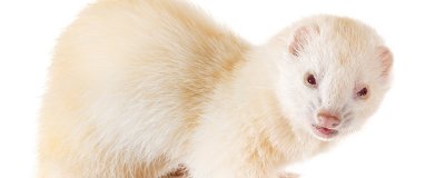 ​水獭和貂有什么比较大的区别