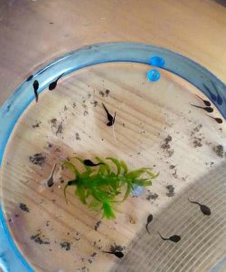 ​小蝌蚪吃什么食物,小蝌蚪吃什么食物