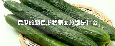 ​黄瓜的颜色形状表面分别是什么