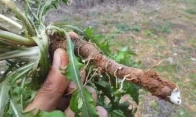 ​蒲公英根的功效与作用（清热解毒 消肿散结）