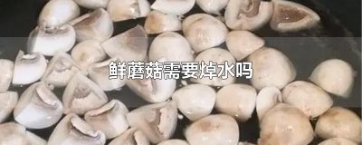 ​鲜蘑菇需要焯水吗