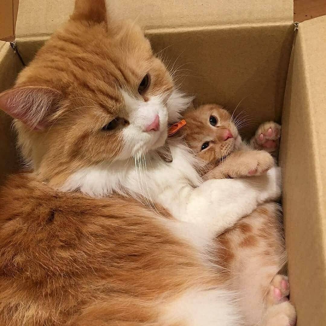 又一期的猫咪写真，拿去做壁纸吧