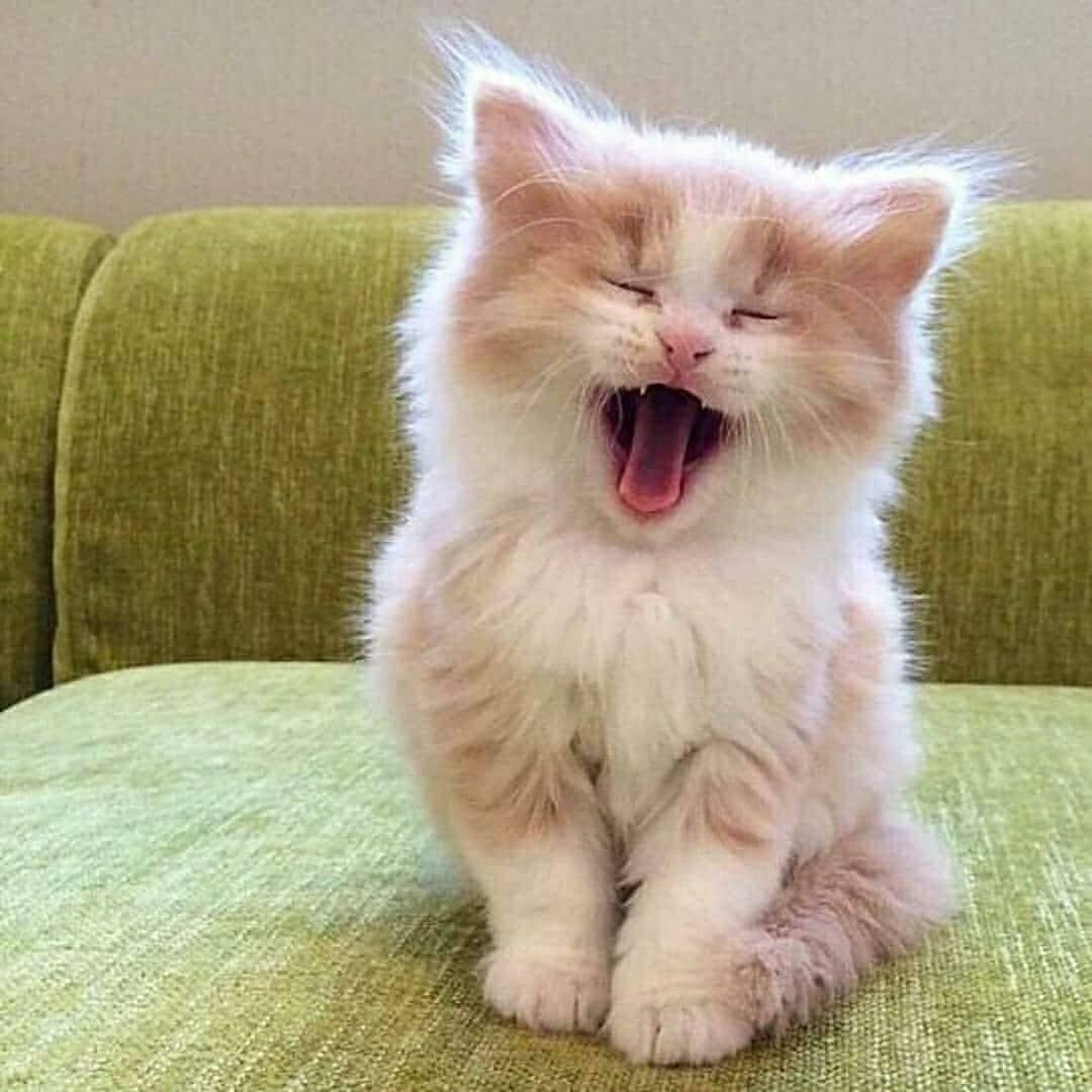 又一期的猫咪写真，拿去做壁纸吧