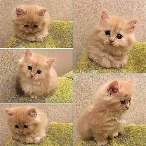 又一期的猫咪写真，拿去做壁纸吧