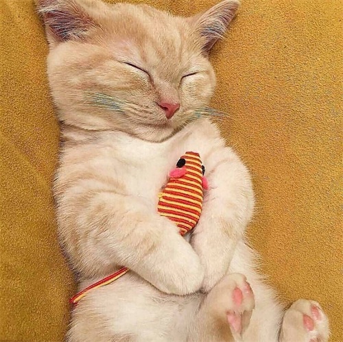 又一期的猫咪写真，拿去做壁纸吧