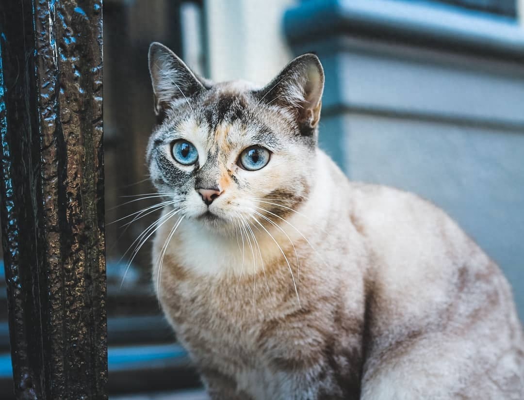 又一期的猫咪写真，拿去做壁纸吧