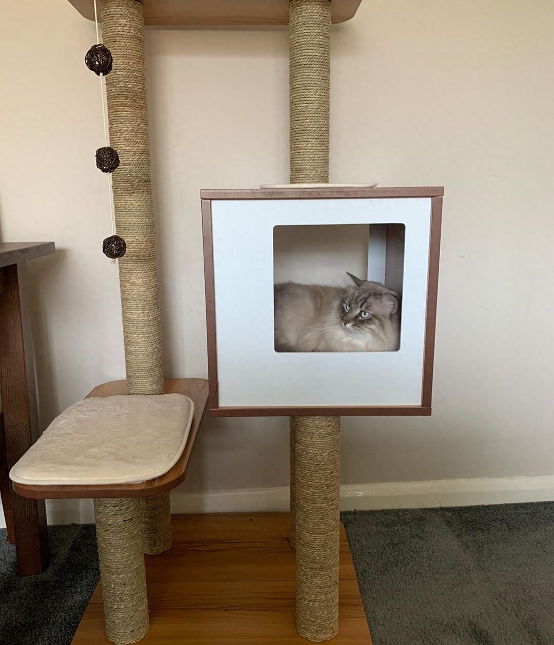 又一期的猫咪写真，拿去做壁纸吧