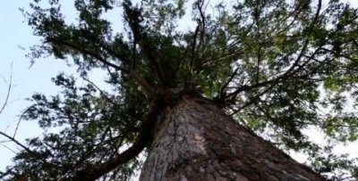 ​农视词典 | 林粮间作