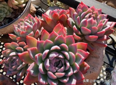 ​多肉换盆时可以脱土直接上盆吗？3种情况可以，而4种状态下则不行