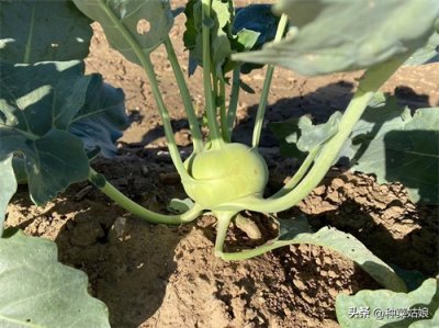 ​十字花科蔬菜火了？哪些蔬菜是十字花科，这些蔬菜好种吗？