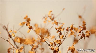 ​一个被时代遗忘的中药，没想到还有这等作用