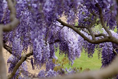 ​紫藤花花语:为情而生，为爱而亡。