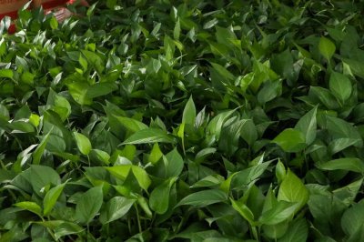 ​土养绿萝怎么养才茂盛